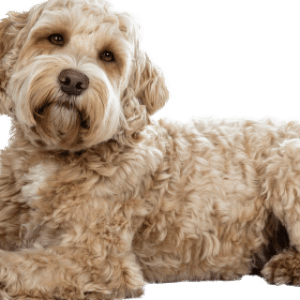 Lagotto Romagnolo