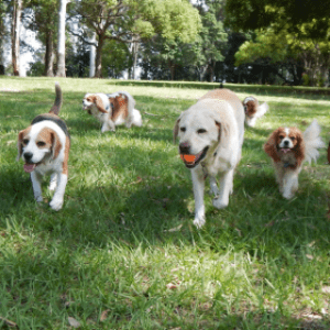 CANE DI TARTUFO