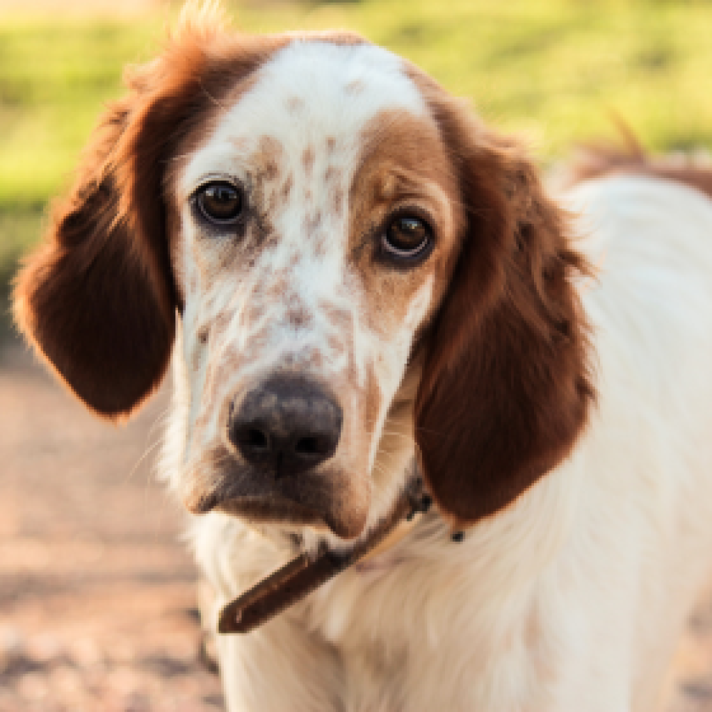 ansia da separazione del cane