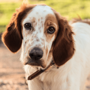 ansia da separazione del cane