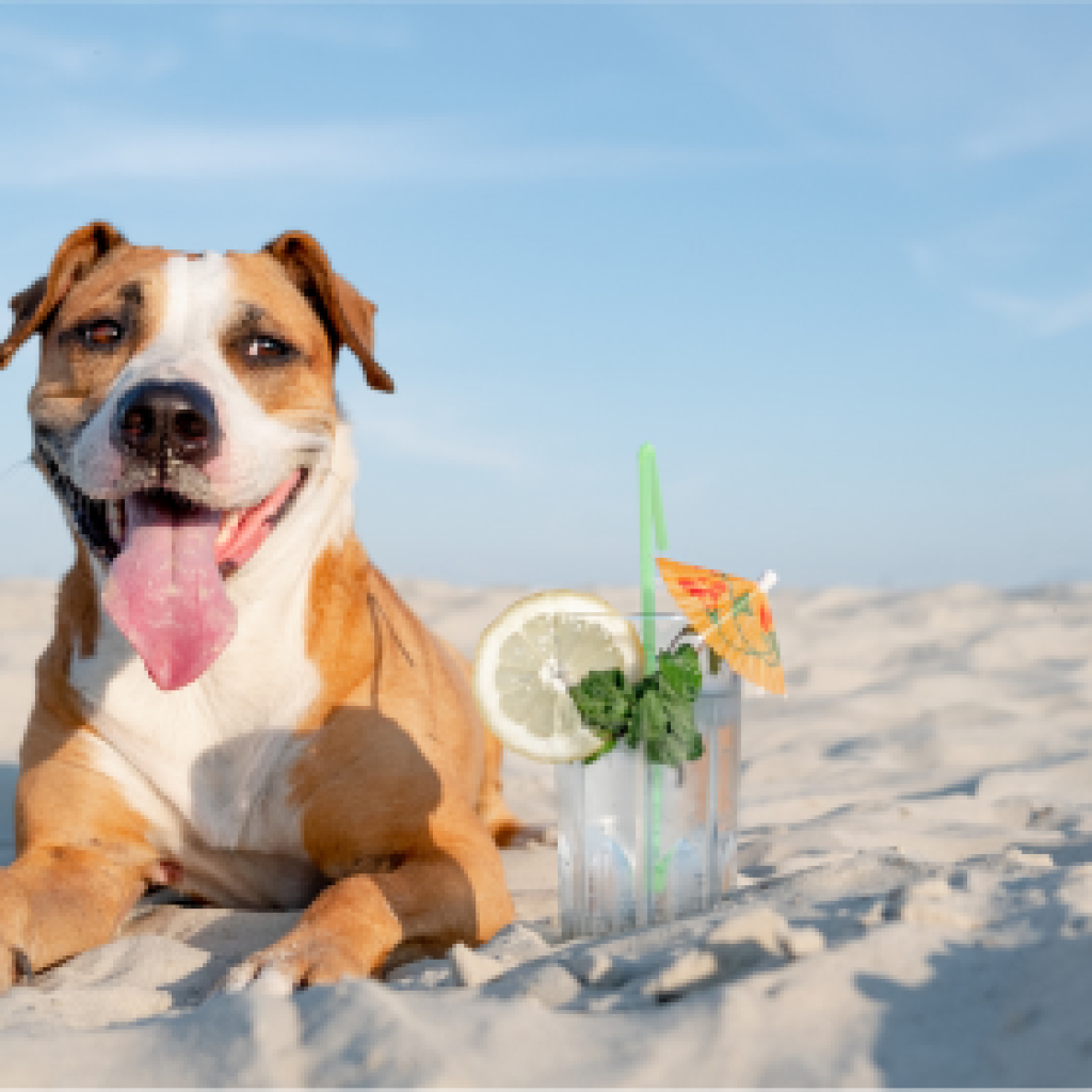 spiagge dog-friend