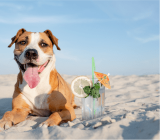 spiagge dog-friend