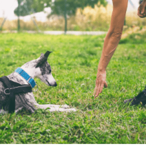 addestramento del cane da solo