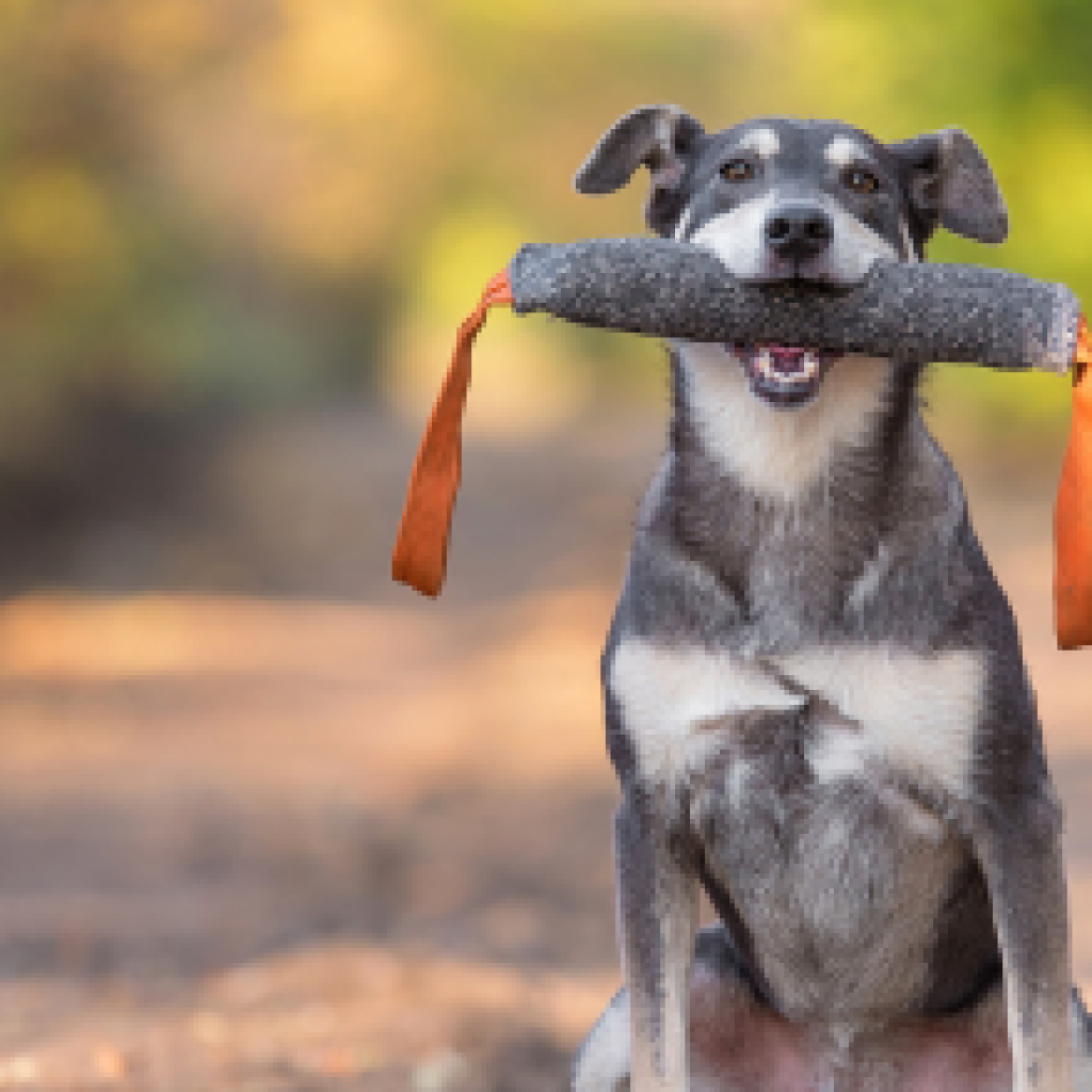 Metti in mostra il talento del tuo cane