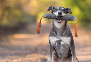 Metti in mostra il talento del tuo cane