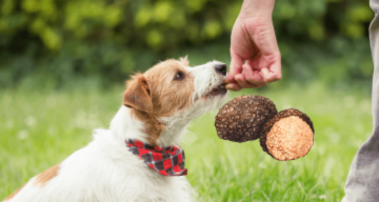 come addestrare un cane da tartufo